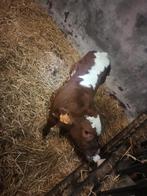 Stier kalf, Dieren en Toebehoren, Runderen