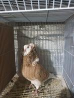 Kapucijnenparen, Dieren en Toebehoren