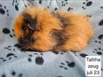 Cavia's uit asiel, Dieren en Toebehoren, Januari, Meerdere dieren, Cavia