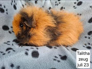 Cavia's uit asiel beschikbaar voor biedingen