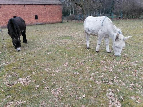 Gratis ezelmest en compost van deze 2 jongens, Tuin en Terras, Aarde en Mest, Compost, Ophalen
