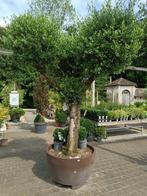 olijfboom ponpon 300L, Olijfboom, 250 tot 400 cm, Zomer, Ophalen