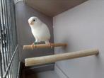 Mooie , witte zanger !!!, Dieren en Toebehoren