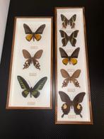 Tropische vlinders in vitrinekaders, Ophalen