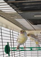 2 couple de canaris Agathe mosaïque, Dieren en Toebehoren, Vogels | Kanaries