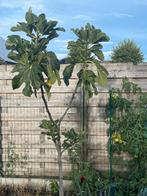 Vijg napolitana, Tuin en Terras, Planten | Bomen, Ophalen