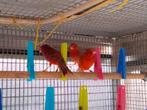Nog een aantal kleurkanaries roodtinten M en P te bekomen, Animaux & Accessoires, Oiseaux | Canaris, Canari de couleur, Plusieurs animaux