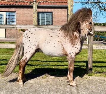 Gave appaloosa hengst beschikbaar voor biedingen