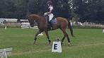 6 jarige dressuurruin met potentieel, Dieren en Toebehoren, Paarden, Gechipt, Ruin, Dressuurpaard, 3 tot 6 jaar