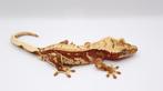 Wimpergekko HOUTEN, Dieren en Toebehoren, Hagedis, Tam, 0 tot 2 jaar