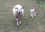Schapen met lammeren, Dieren en Toebehoren, Schaap
