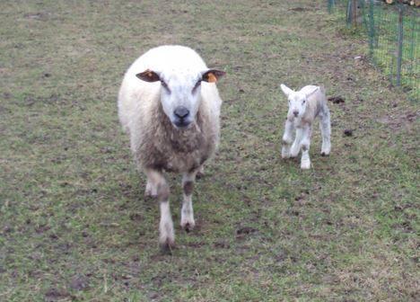 Schapen met lammeren, Animaux & Accessoires, Moutons, Chèvres & Cochons, Mouton