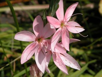 schizostylus beschikbaar voor biedingen