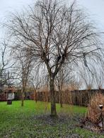 Treurwilg takken om te planten, Jardin & Terrasse, Plantes | Arbres, Arbre de toit, Plein soleil, Enlèvement, 250 à 400 cm