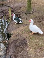 Barberie eenden ( hanen )