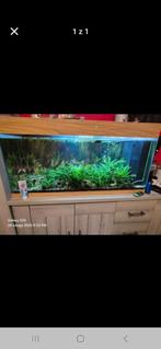 Je vais vendre un aquarium, Dieren en Toebehoren, Overige Dieren, Mei, Vrouwelijk