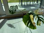 Monstera thai constellation, Huis en Inrichting, Ophalen of Verzenden