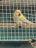 Perruche à collier, Parkiet