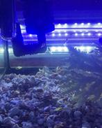 Mbuna baby Cichliden, Vis, Zoetwatervis