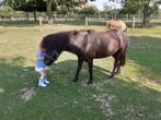 Zwarte ruin pony, Dieren en Toebehoren, Paarden, Gechipt, Minder dan 160 cm, Ruin, Niet van toepassing