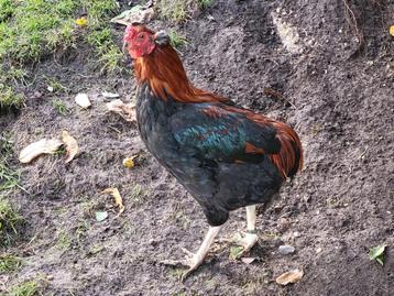 Araucana tarwe haan, bolstaart + toefjes. Ras en kleurzuiver beschikbaar voor biedingen