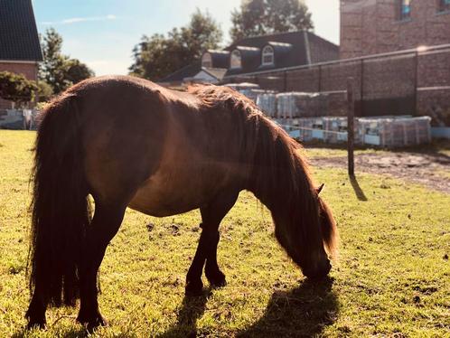 shetlander merrie, Dieren en Toebehoren, Paarden, Merrie