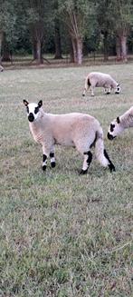 Kerry Hill ram lammeren
