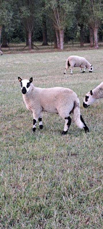 Kerry Hill ram lammeren beschikbaar voor biedingen