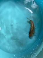 Ginrin Chagoi 8cm, Dieren en Toebehoren, Karper of Koi