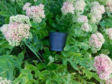 cachepot x 10 - tuin - balkon - serre - bloemen - planten beschikbaar voor biedingen