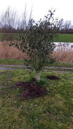 Olijfbomen uitvolle grond 2m, Tuin en Terras, Planten | Bomen, Ophalen