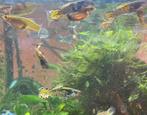Groep zuivere yellow tiger endlers, Dieren en Toebehoren, Vissen | Aquariumvissen, Vis, Zoetwatervis, Schoolvis