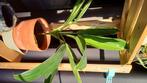 Plantjes, Tuin en Terras, Planten | Tuinplanten, Ophalen, Tweejarig, Halfschaduw