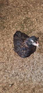 3 jonge Araucuna, Dieren en Toebehoren