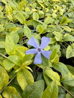 Vinca minor, Ophalen, Vaste plant, Bodembedekkers