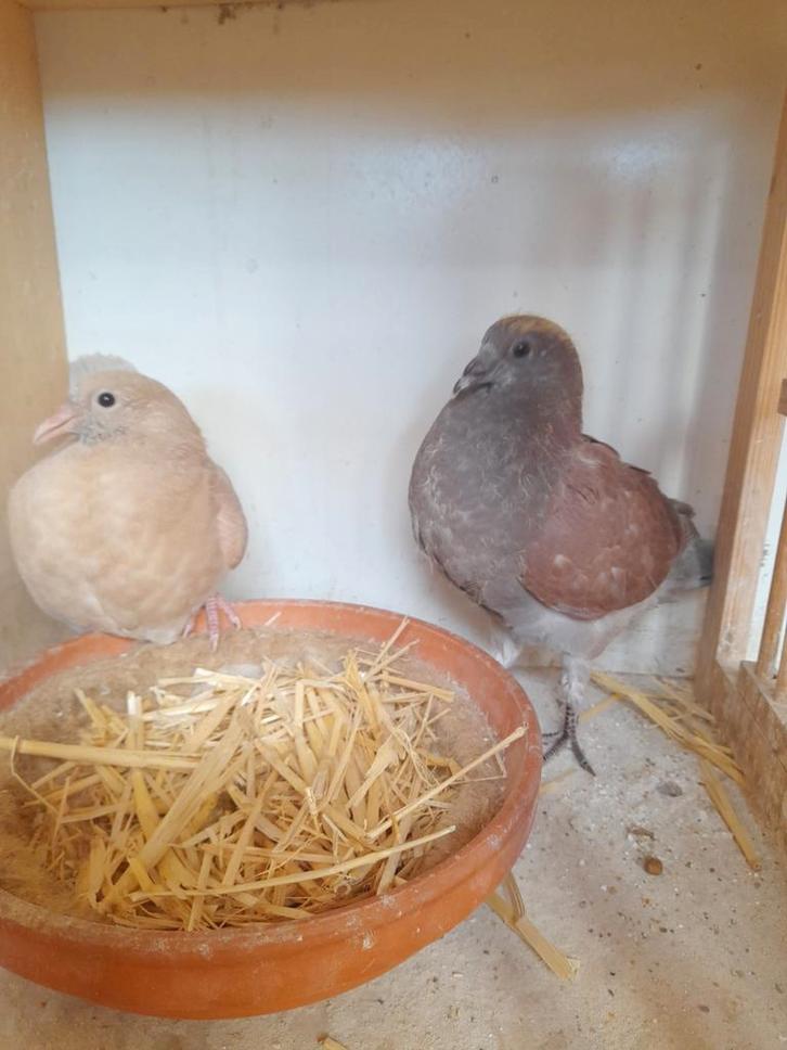 Duiven eerste ronde, Dieren en Toebehoren, Vogels | Duiven