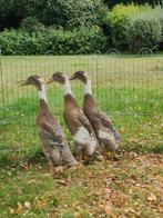 Indische loopeenden (mannen), Dieren en Toebehoren