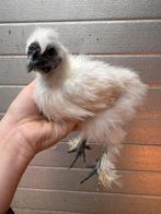 Kleine jonge haantjes, Dieren en Toebehoren, Pluimvee, Mannelijk, Kip