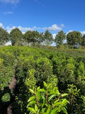 Portugese laurier of Prunus lusitanica 'Angustifolia' beschikbaar voor biedingen