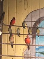 Rode kardinalen, Geringd