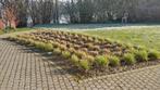 Sesleria autumnalis, Tuin en Terras, Planten | Tuinplanten, Ophalen