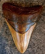 Megalodon Tand- USA- South Carolina ORIGINEEL	9,6x7,2x2,8	cm, Verzamelen, Ophalen of Verzenden, Fossiel