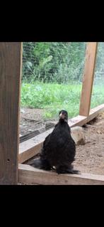 Zwarte cochin kriel hen(nen), Dieren en Toebehoren, Pluimvee