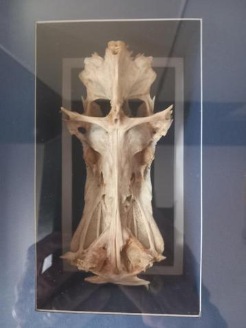 Crucifix Fish beschikbaar voor biedingen