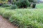 Carex Morrowii « Danse sur glace », Jardin & Terrasse, Plantes | Jardin, Enlèvement, Plante fixe, Graminées ornementales, Mi-ombre
