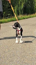 duitse doggen teefjes, Dieren en Toebehoren, Honden | Bulldogs, Pinschers en Molossers, België, Fokker | Hobbymatig, Overige rassen