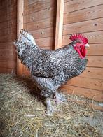 Mechelse koekoek haan., Dieren en Toebehoren