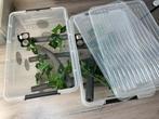 Terrarium bak gekko’s ingericht, Dieren en Toebehoren, Ophalen, Zo goed als nieuw