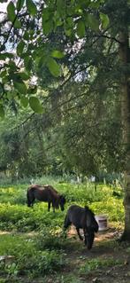 Weide gezocht winter Laren, Lummen, Dieren en Toebehoren, Paarden