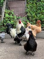 JONGE HAAN, Dieren en Toebehoren, Pluimvee